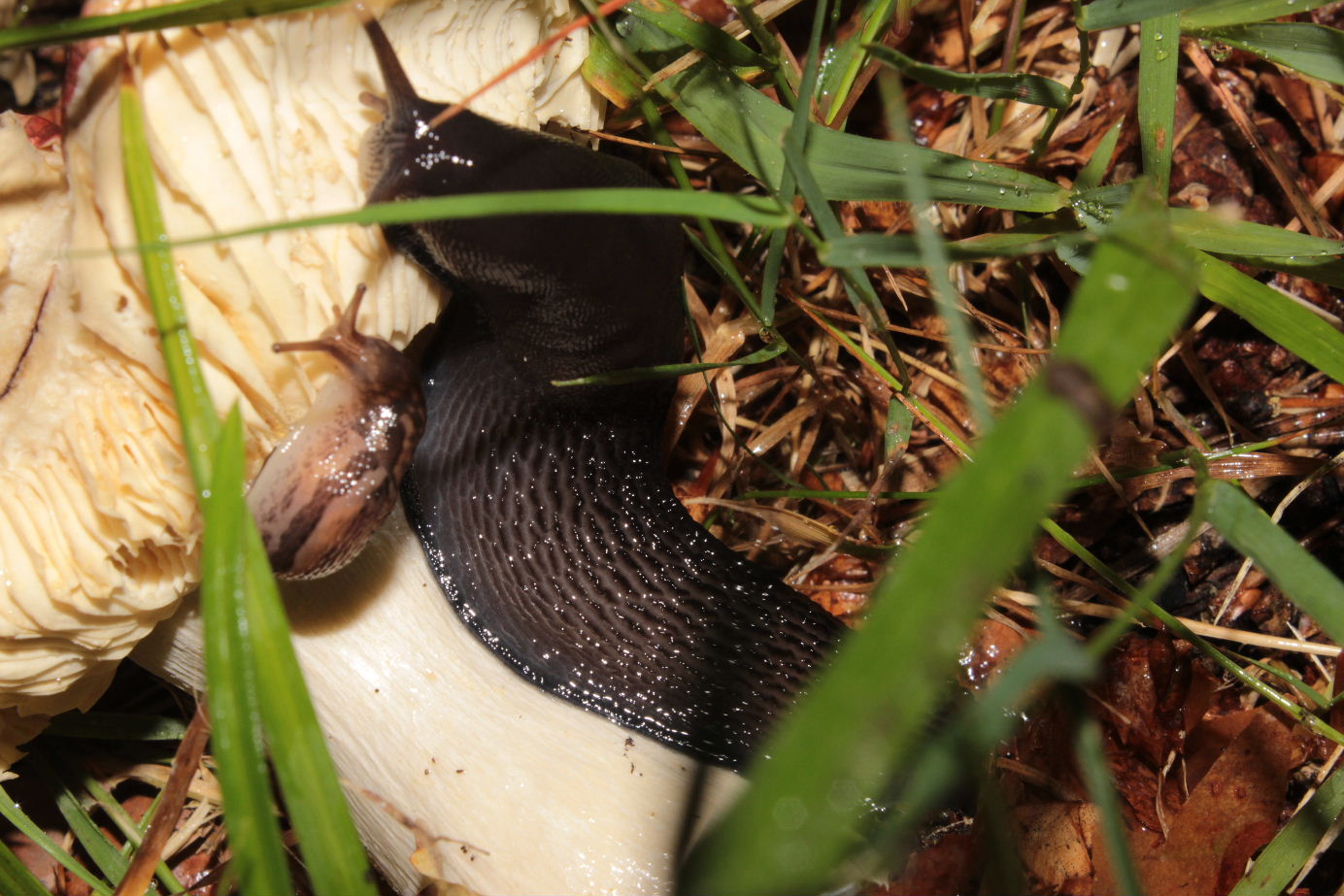 Limax maximus (?) da Lame-Rezzoaglio (GE)